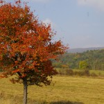Pełnia kolorów